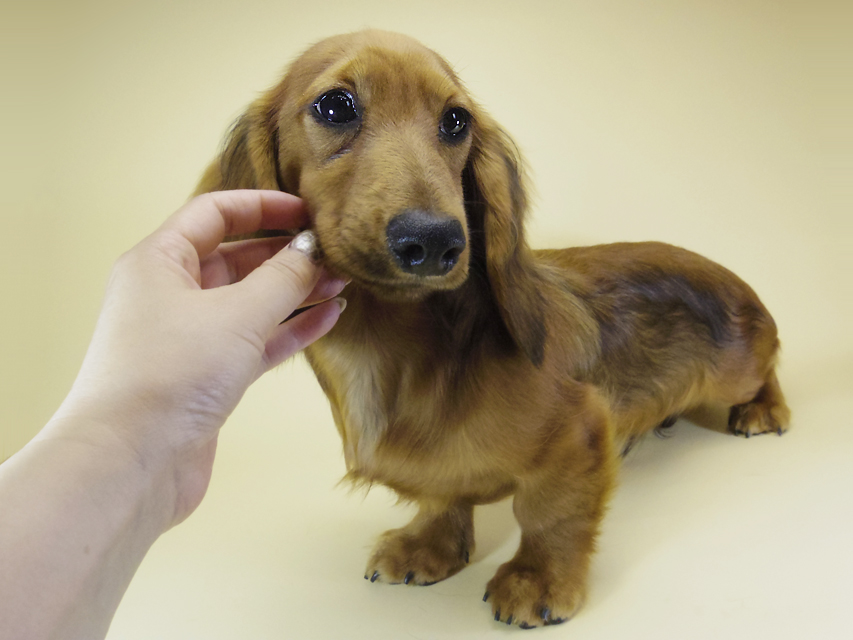 ミニチュアダックス ダックスフンド サリーアン & JUST A SUCCESSORの子犬 レッド 男の子②