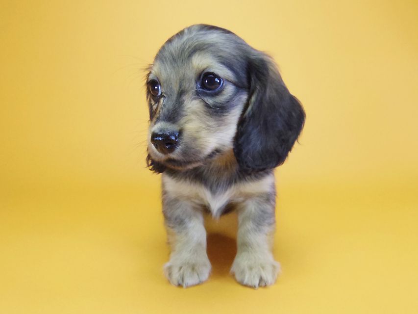 ダックスフンド カニンヘン エルサ & ジムダンディの子犬 シェーデットクリーム 女の子_IGP5104 ダックスフンド カニンヘン エルサ & ジムダンディの子犬 シェーデットクリーム 女の子