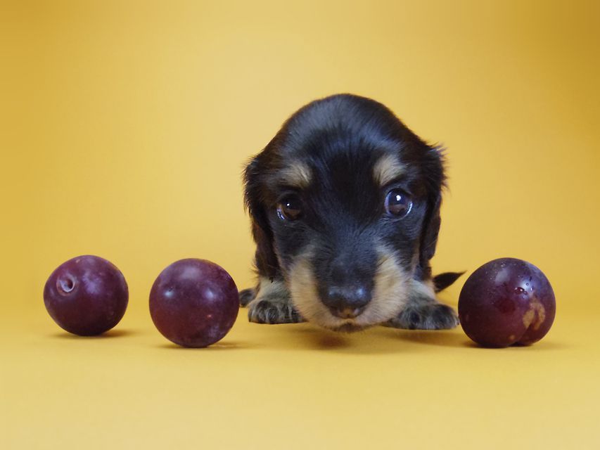 ダックスフンド カニンヘン あんず & アサヒの子犬 ブラッククリーム 男の子