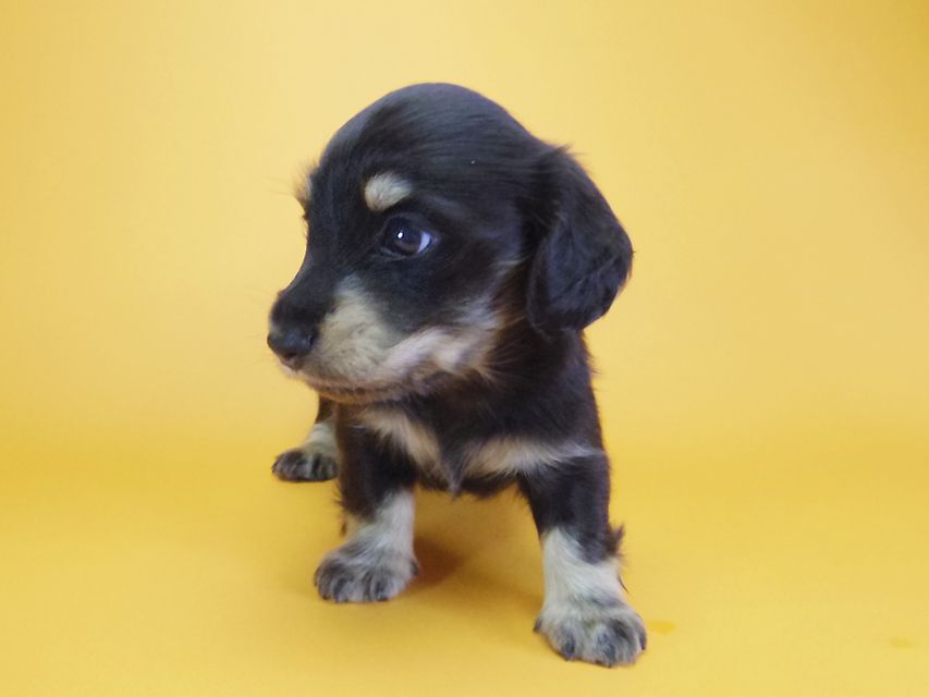 ダックスフンド カニンヘン あんず & アサヒの子犬 ブラッククリーム 男の子