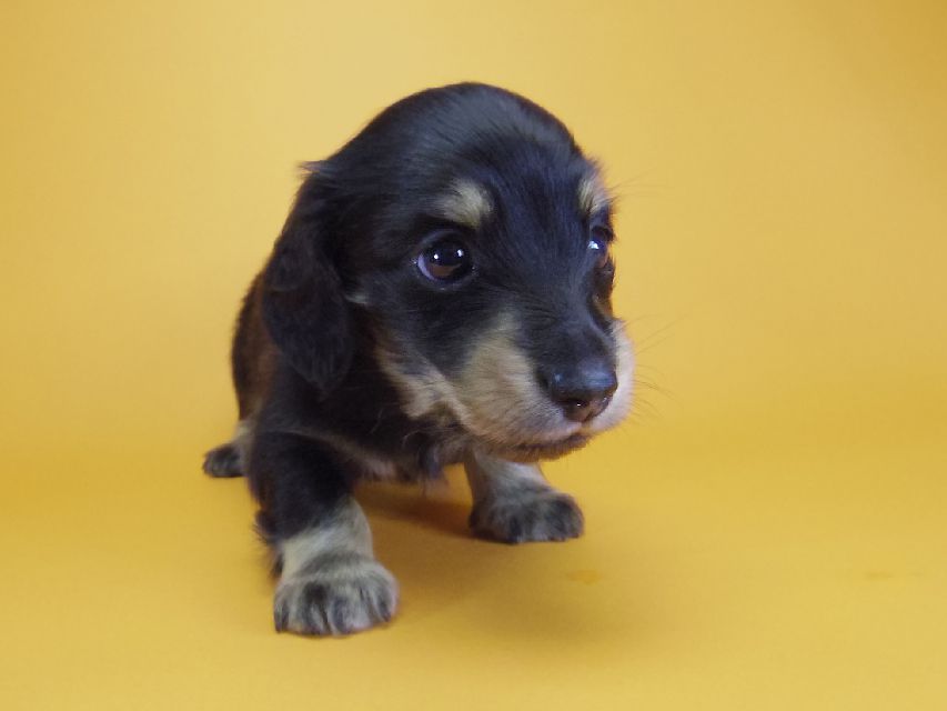 ダックスフンド カニンヘン あんず & アサヒの子犬 ブラッククリーム 男の子