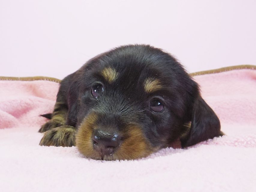 ダックスフンド カニンヘン 月子 & ジャンの子犬 ブラックタン 女の子① お写真初登場