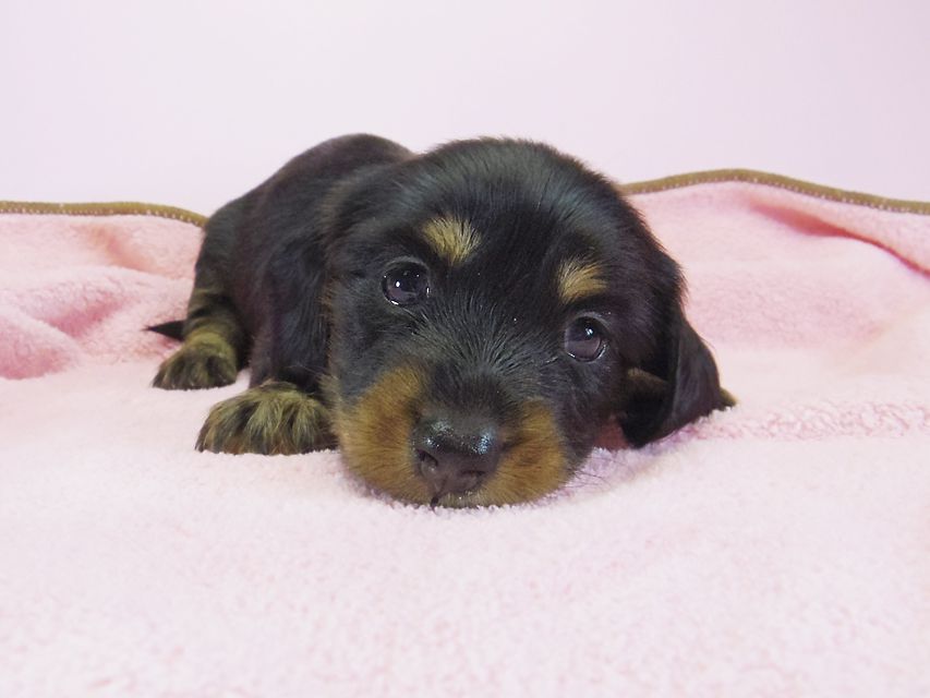 ダックスフンド カニンヘン 月子 & ジャンの子犬 ブラックタン 女の子① お写真初登場