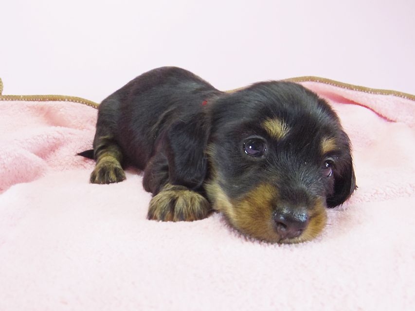 ダックスフンド カニンヘン 月子 & ジャンの子犬 ブラックタン 女の子① お写真初登場