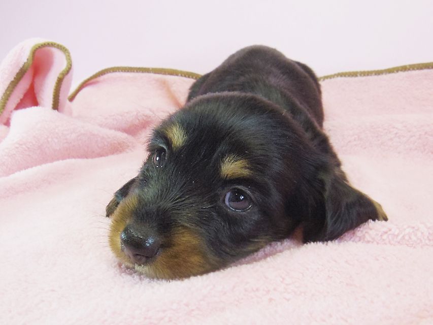 ダックスフンド カニンヘン 月子 & ジャンの子犬 ブラックタン 女の子① お写真初登場