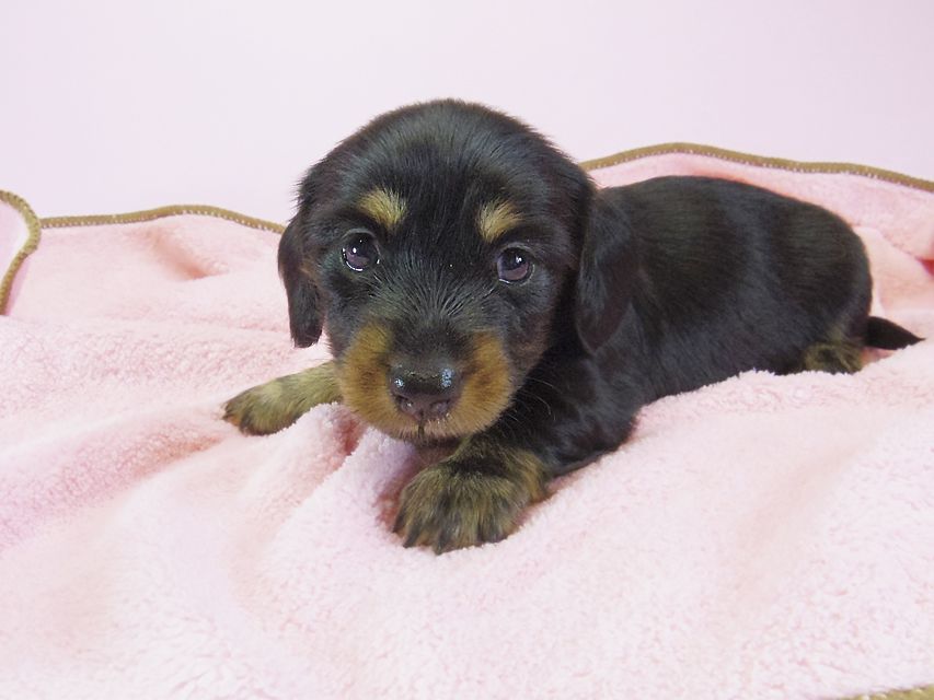 ダックスフンド カニンヘン 月子 & ジャンの子犬 ブラックタン 女の子① お写真初登場