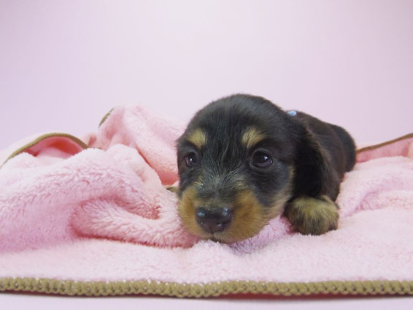 ダックスフンド カニンヘン 月子 & ジャンの子犬 ブラックタン 女の子③ お写真初登場