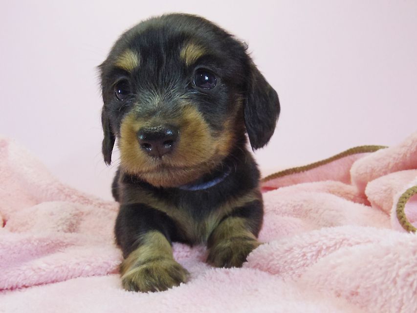 ダックスフンド カニンヘン 月子 & ジャンの子犬 ブラックタン 女の子③ お写真初登場