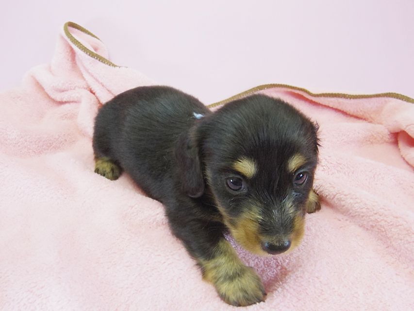 ダックスフンド カニンヘン 月子 & ジャンの子犬 ブラックタン 女の子③ お写真初登場