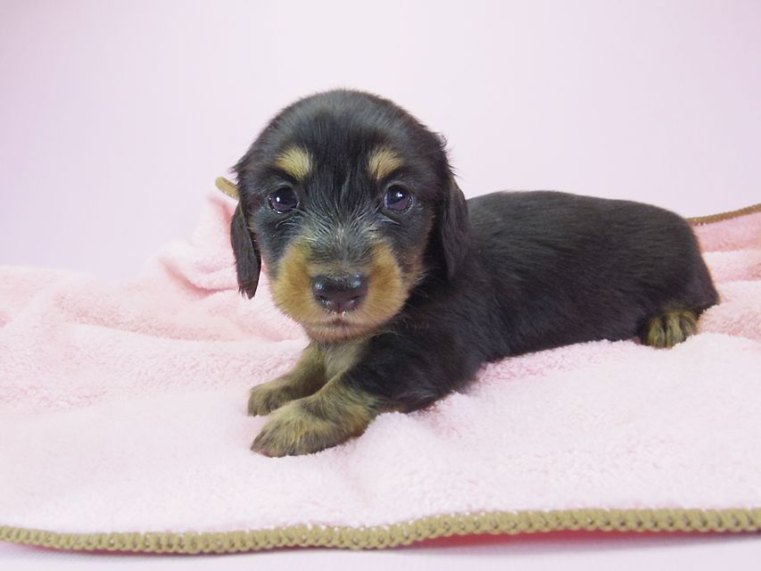 ダックスフンド カニンヘン 月子 & ジャンの子犬 ブラックタン 女の子③ お写真初登場