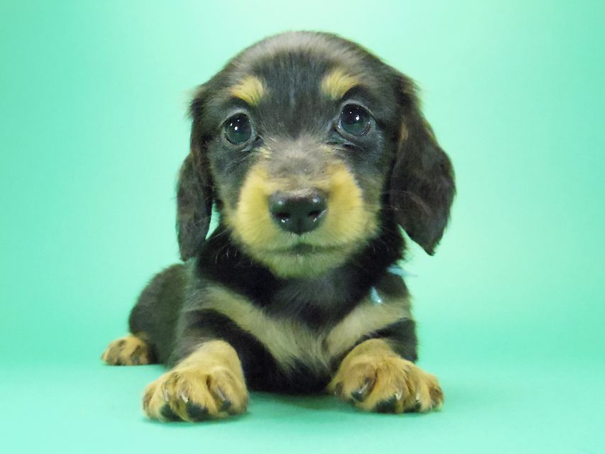 ダックスフンド カニンヘン 月子 & ジャンの子犬 ブラックタン 女の子③