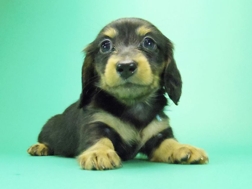 ダックスフンド カニンヘン 月子 & ジャンの子犬 ブラックタン 女の子③