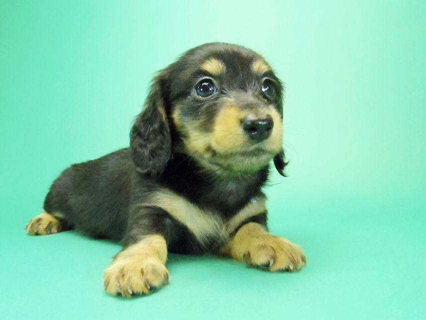 ダックスフンド カニンヘン 月子 & ジャンの子犬 ブラックタン 女の子③