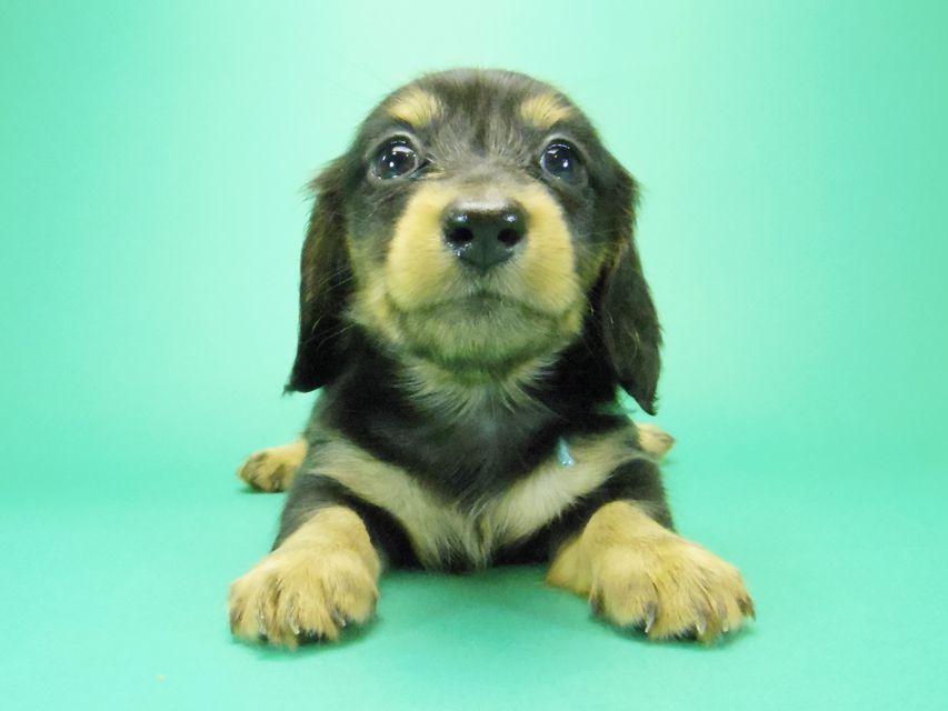 ダックスフンド カニンヘン 月子 & ジャンの子犬 ブラックタン 女の子③