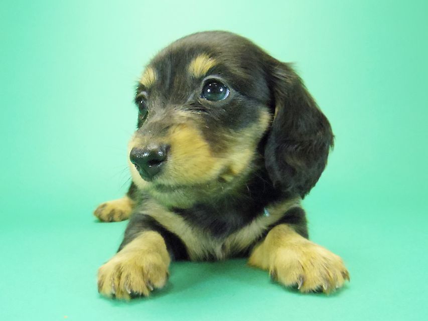 ダックスフンド カニンヘン 月子 & ジャンの子犬 ブラックタン 女の子③