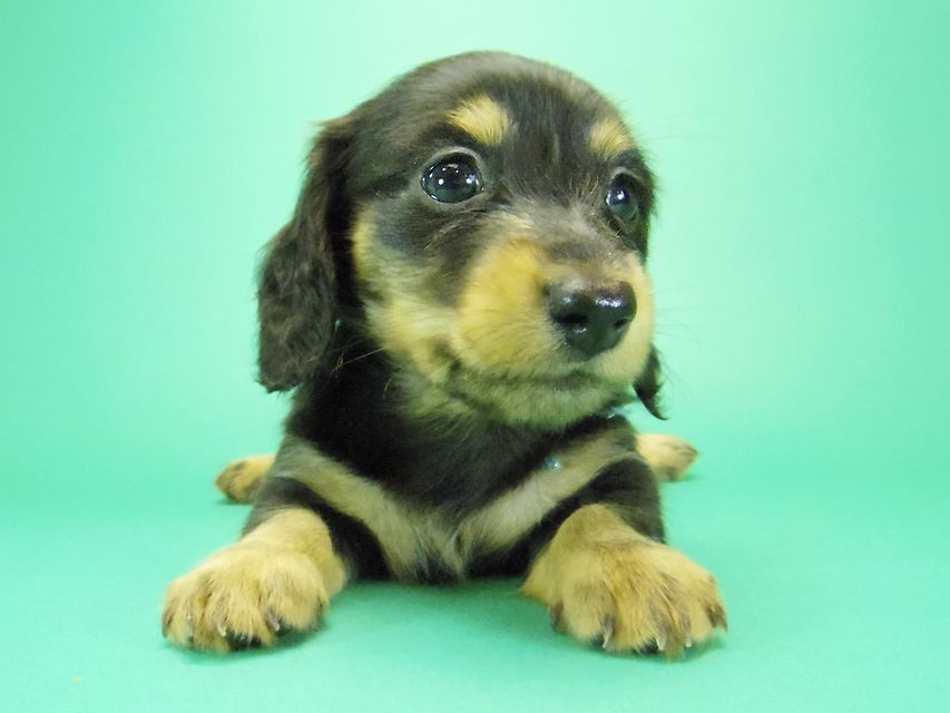 ダックスフンド カニンヘン 月子 & ジャンの子犬 ブラックタン 女の子③