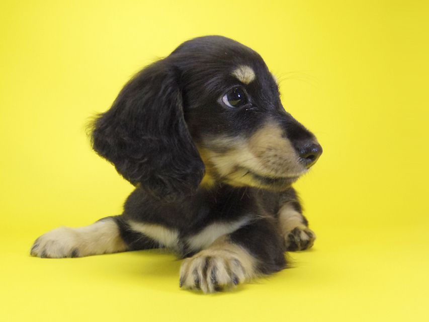 ダックスフンド カニンヘン あんず & アサヒの子犬 ブラッククリーム 男の子