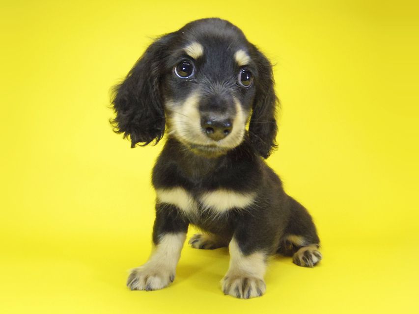 ダックスフンド カニンヘン あんず & アサヒの子犬 ブラッククリーム 男の子