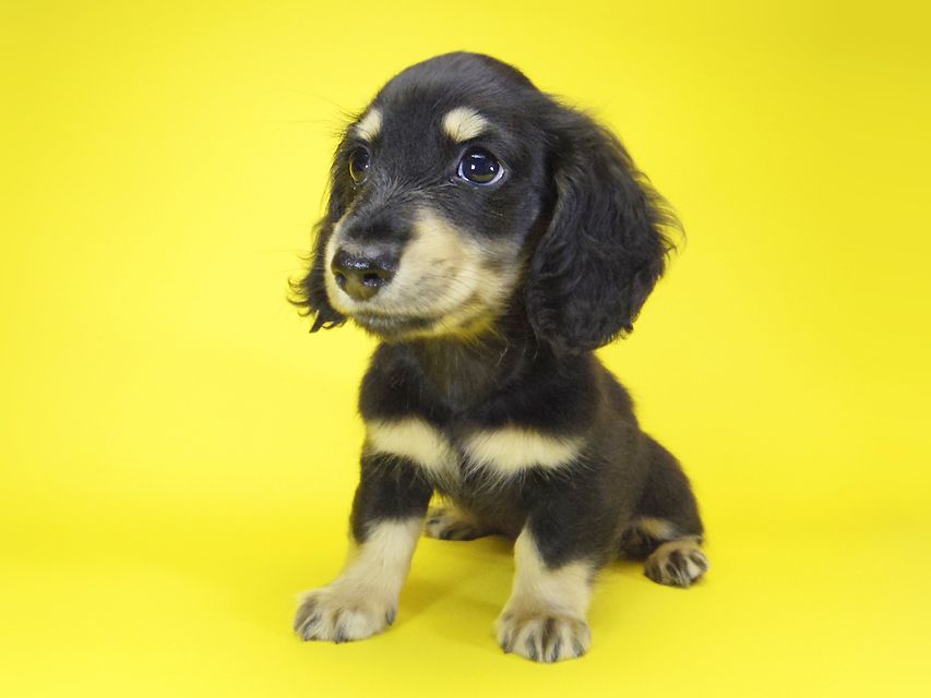 ダックスフンド カニンヘン あんず & アサヒの子犬 ブラッククリーム 男の子