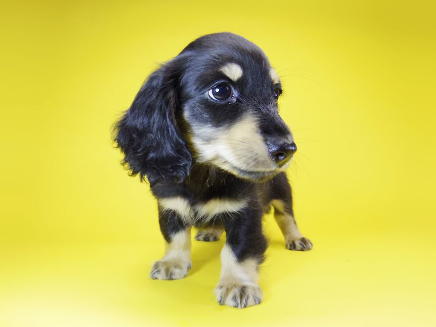 ダックスフンド カニンヘン あんず & アサヒの子犬 ブラッククリーム 男の子
