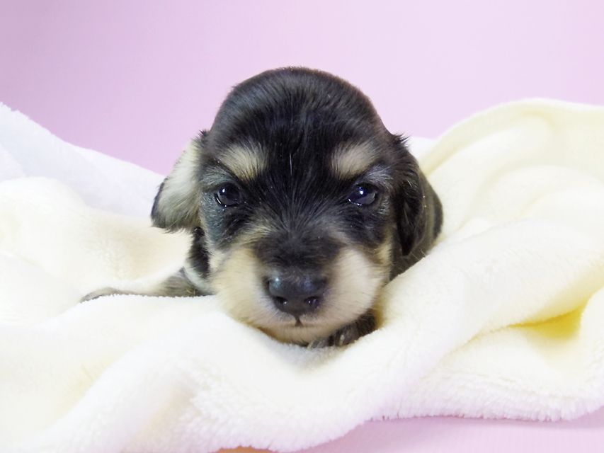 ダックスフンド カニンヘン オーシャン & 朝日の子犬 ブラッククリーム 女の子①