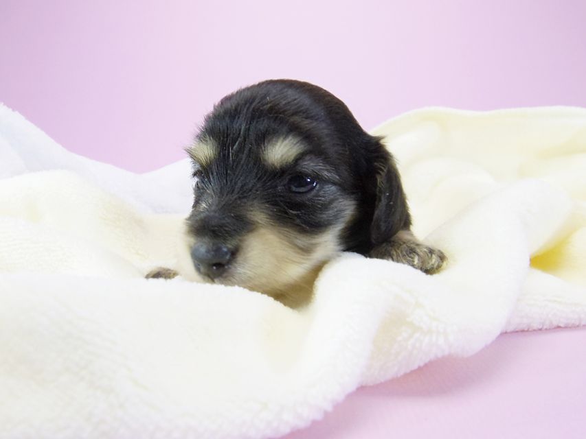 ダックスフンド カニンヘン オーシャン & 朝日の子犬 ブラッククリーム 女の子①