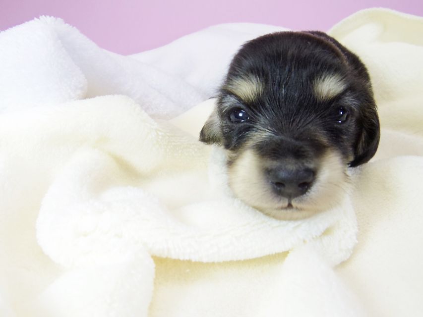 ダックスフンド カニンヘン オーシャン & 朝日の子犬 ブラッククリーム 女の子①