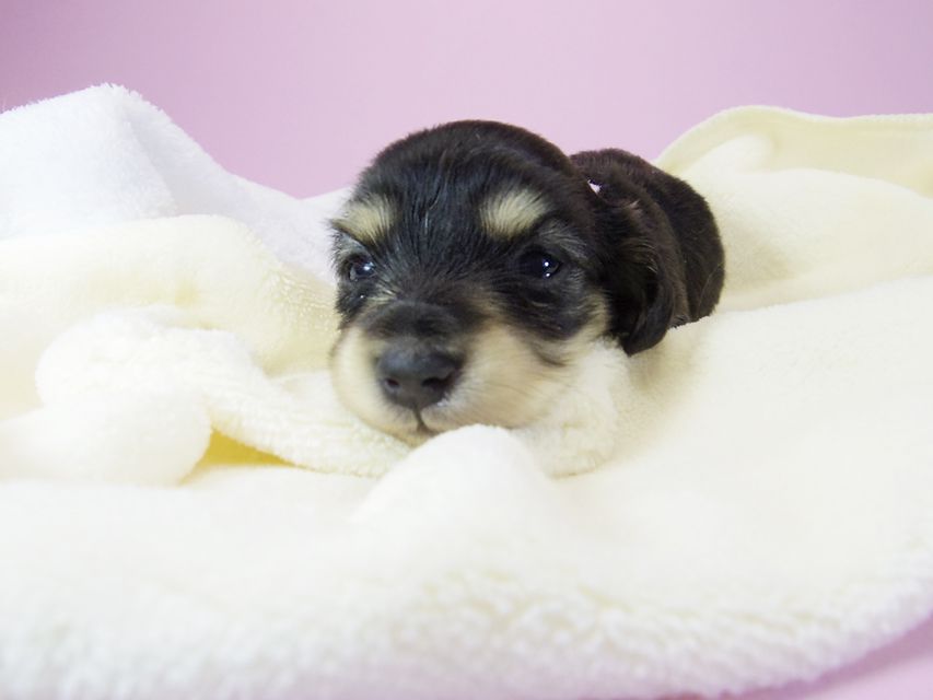 ダックスフンド カニンヘン オーシャン & 朝日の子犬 ブラッククリーム 女の子①