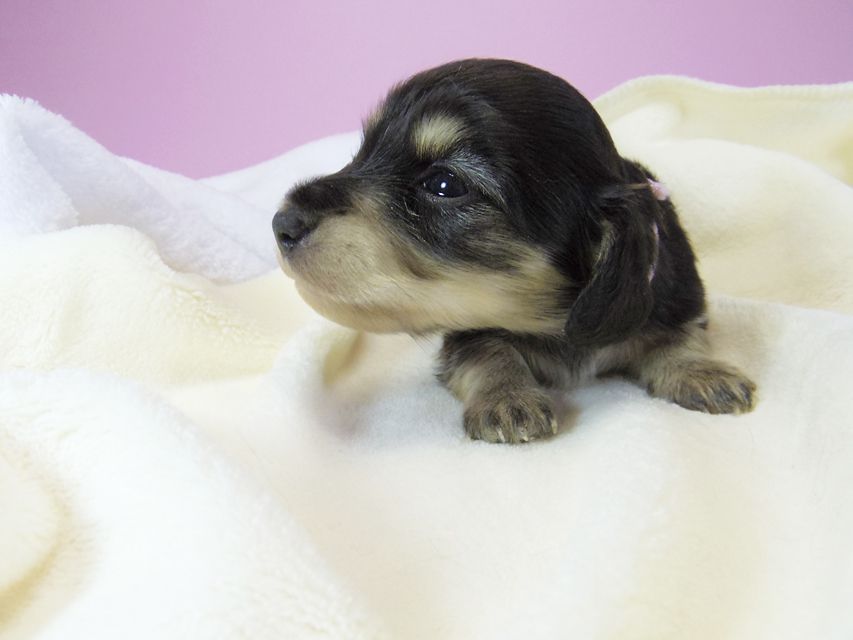 ダックスフンド カニンヘン オーシャン & 朝日の子犬 ブラッククリーム 女の子①