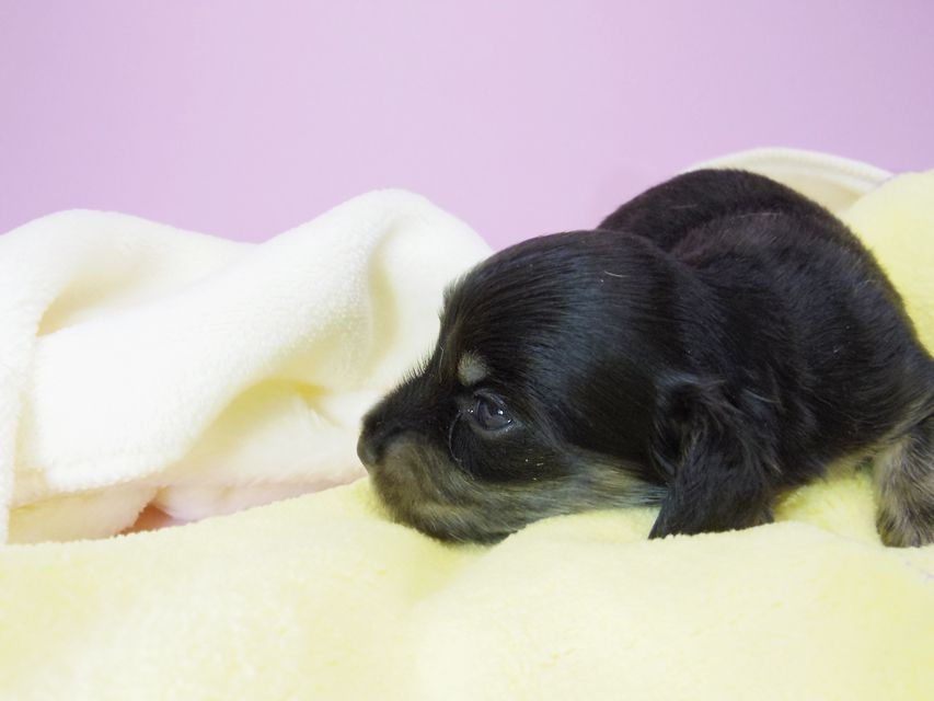 ダックスフンド カニンヘン オーシャン & 朝日の子犬 ブラッククリーム 女の子②