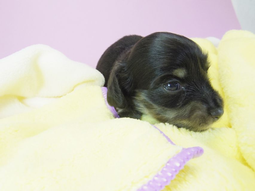 ダックスフンド カニンヘン オーシャン & 朝日の子犬 ブラッククリーム 女の子②