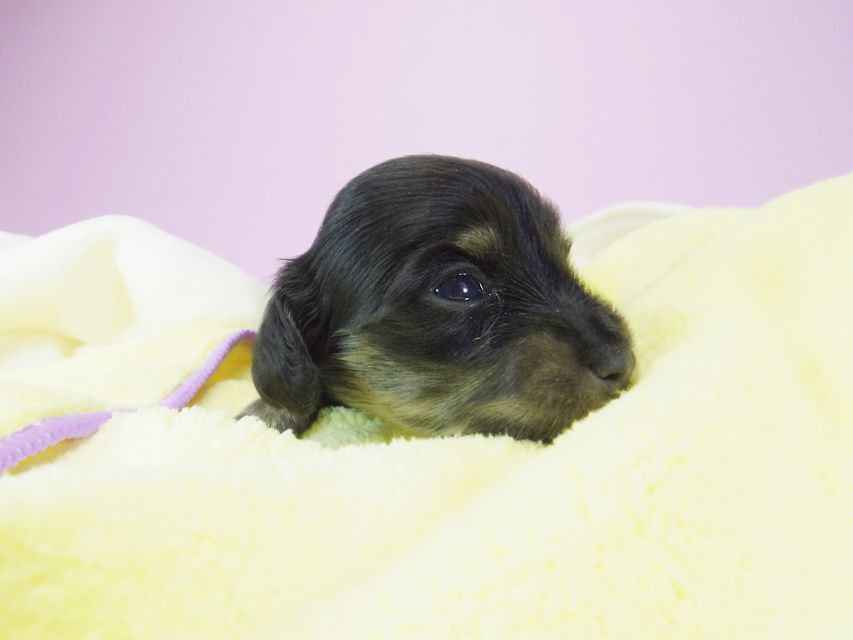 ダックスフンド カニンヘン オーシャン & 朝日の子犬 ブラッククリーム 女の子②