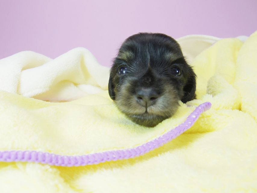 ダックスフンド カニンヘン オーシャン & 朝日の子犬 ブラッククリーム 女の子②_IGP5664 ダックスフンド カニンヘン オーシャン & 朝日の子犬 ブラッククリーム 女の子②