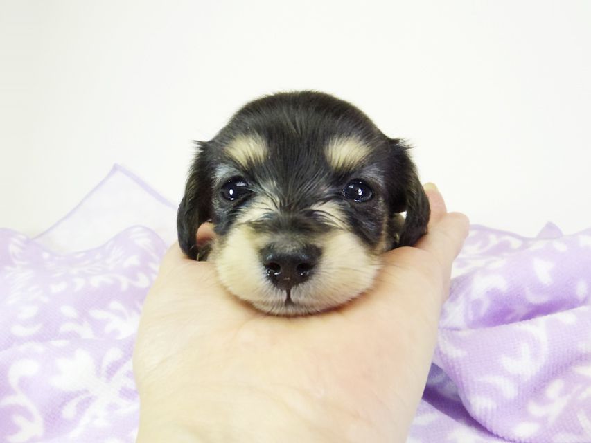 ダックスフンド カニンヘン オーシャン & 朝日の子犬 ブラッククリーム 女の子①