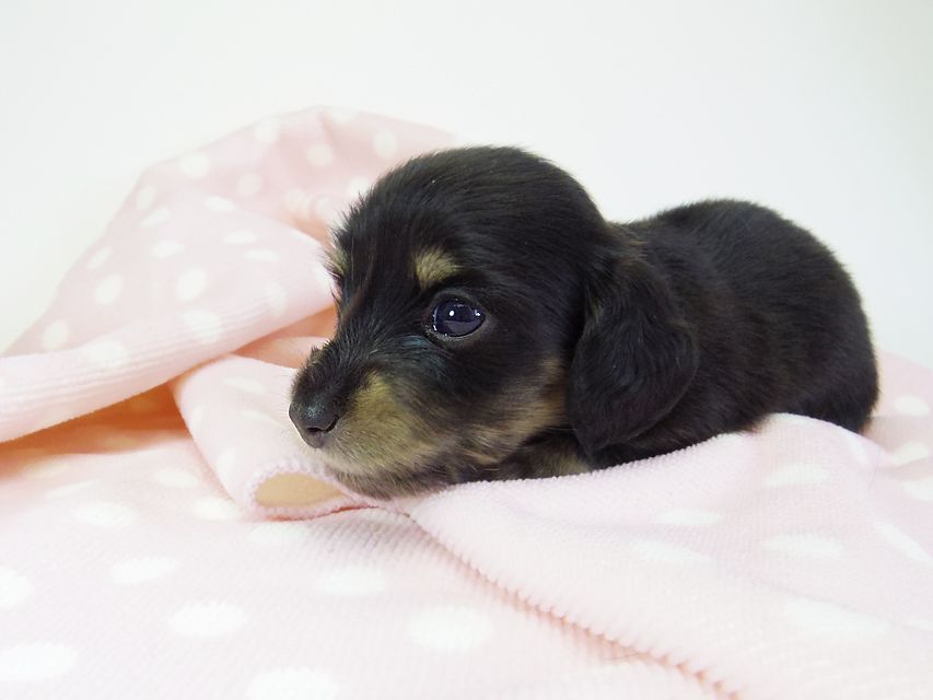 ダックスフンド カニンヘン オーシャン & 朝日の子犬 ブラッククリーム 女の子②