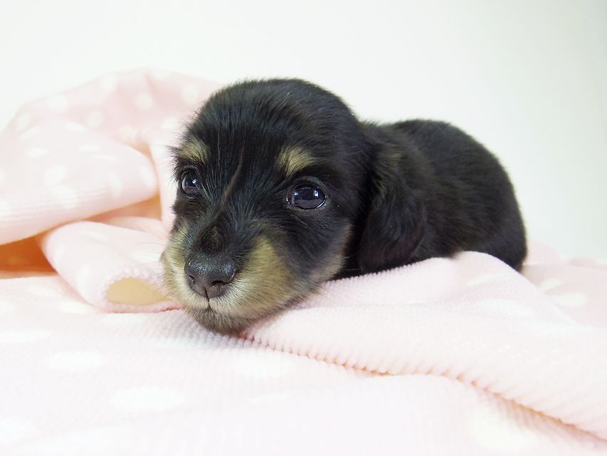 ダックスフンド カニンヘン オーシャン & 朝日の子犬 ブラッククリーム 女の子②