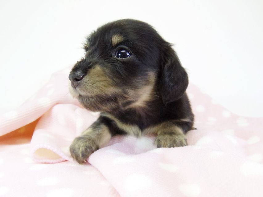 ダックスフンド カニンヘン オーシャン & 朝日の子犬 ブラッククリーム 女の子②