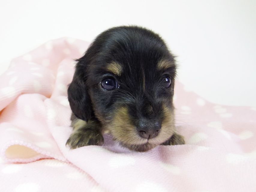 ダックスフンド カニンヘン オーシャン & 朝日の子犬 ブラッククリーム 女の子②