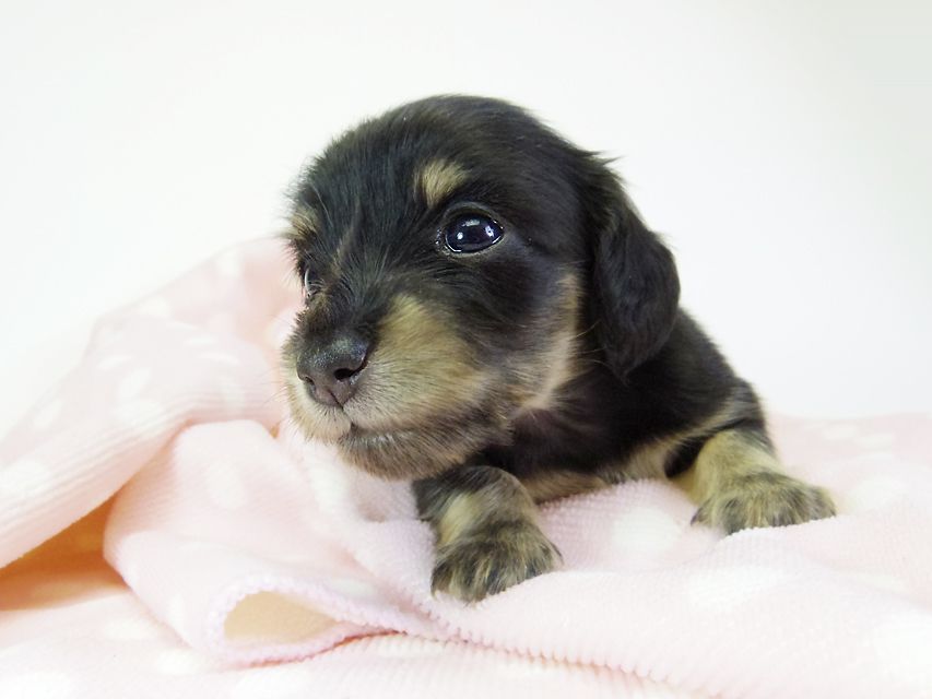 ダックスフンド カニンヘン オーシャン & 朝日の子犬 ブラッククリーム 女の子②