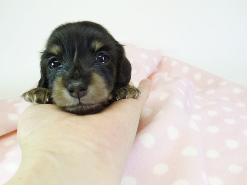 ダックスフンド カニンヘン オーシャン & 朝日の子犬 ブラッククリーム 女の子②