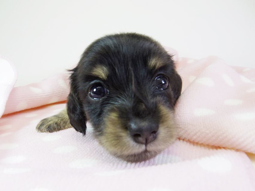 ダックスフンド カニンヘン オーシャン & 朝日の子犬 ブラッククリーム 女の子②