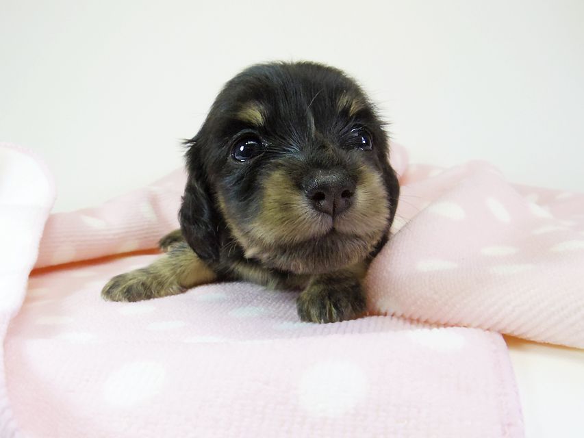ダックスフンド カニンヘン オーシャン & 朝日の子犬 ブラッククリーム 女の子②_IGP5885 ダックスフンド カニンヘン オーシャン & 朝日の子犬 ブラッククリーム 女の子②