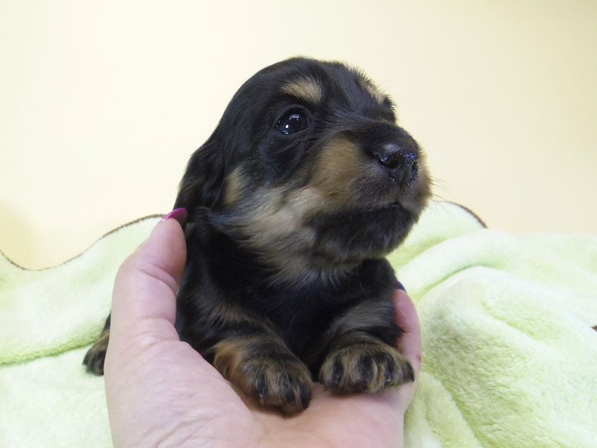 ダックスフンド カニンヘン アンジー& 武蔵の子犬 ブラッククリーム 男の子 お写真初登場