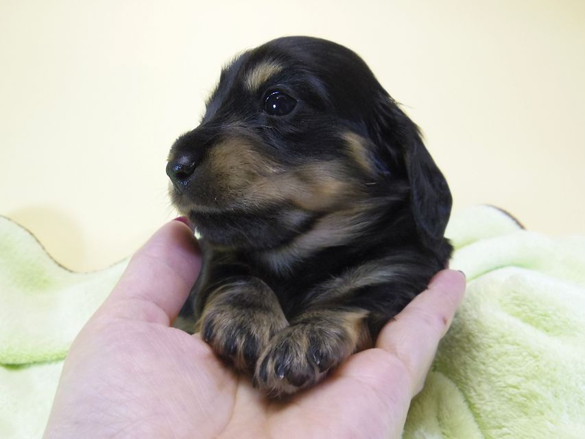 ダックスフンド カニンヘン アンジー& 武蔵の子犬 ブラッククリーム 男の子 お写真初登場