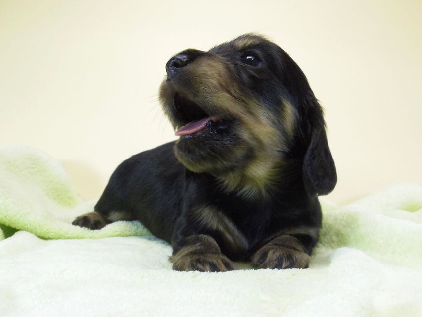 ダックスフンド カニンヘン アンジー& 武蔵の子犬 ブラッククリーム 男の子 お写真初登場