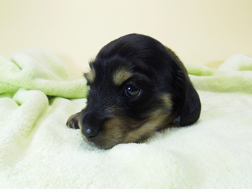 ダックスフンド カニンヘン アンジー& 武蔵の子犬 ブラッククリーム 男の子 お写真初登場