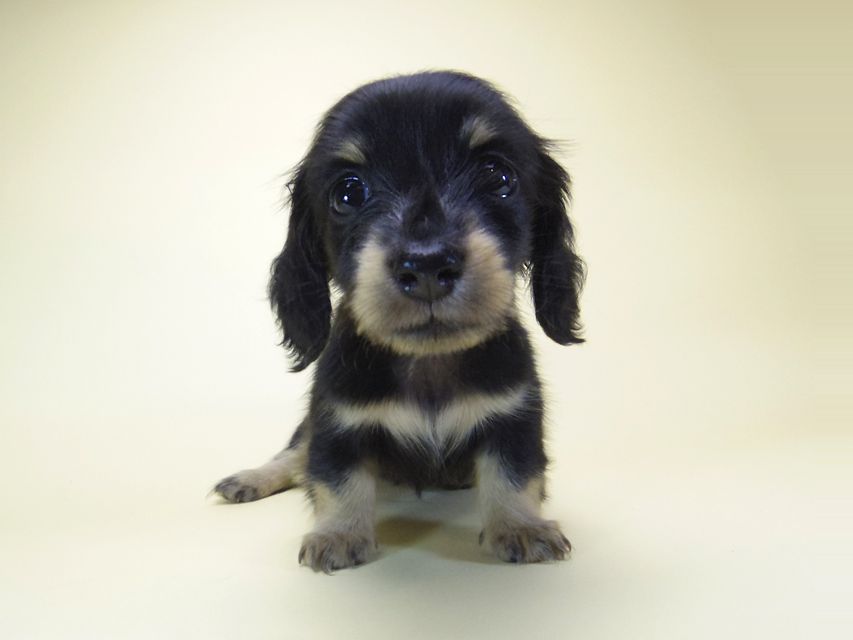 ダックスフンド カニンヘン オーシャン & 朝日の子犬 ブラッククリーム 女の子②