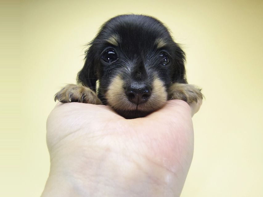 ダックスフンド カニンヘン オーシャン & 朝日の子犬 ブラッククリーム 女の子②