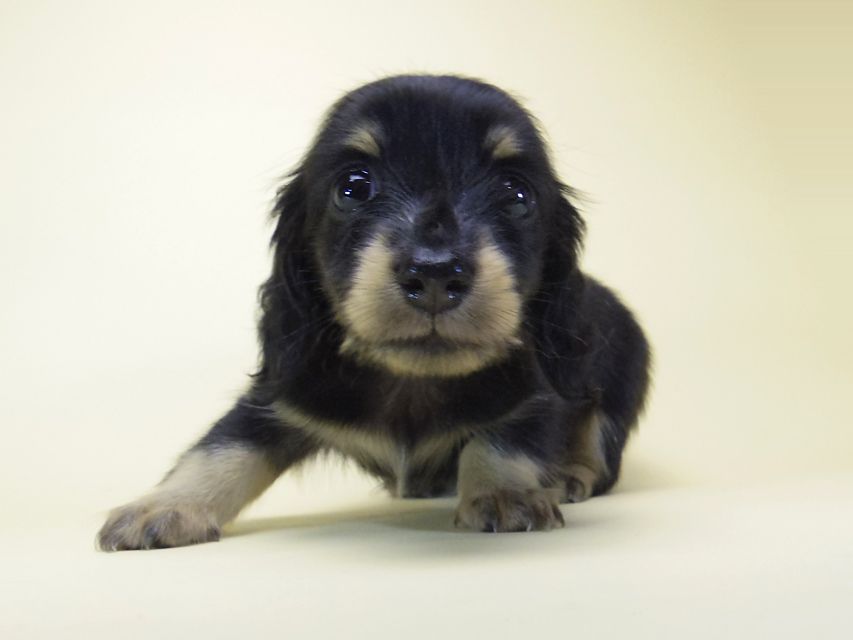 ダックスフンド カニンヘン オーシャン & 朝日の子犬 ブラッククリーム 女の子②