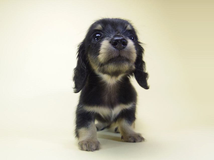 ダックスフンド カニンヘン オーシャン & 朝日の子犬 ブラッククリーム 女の子②